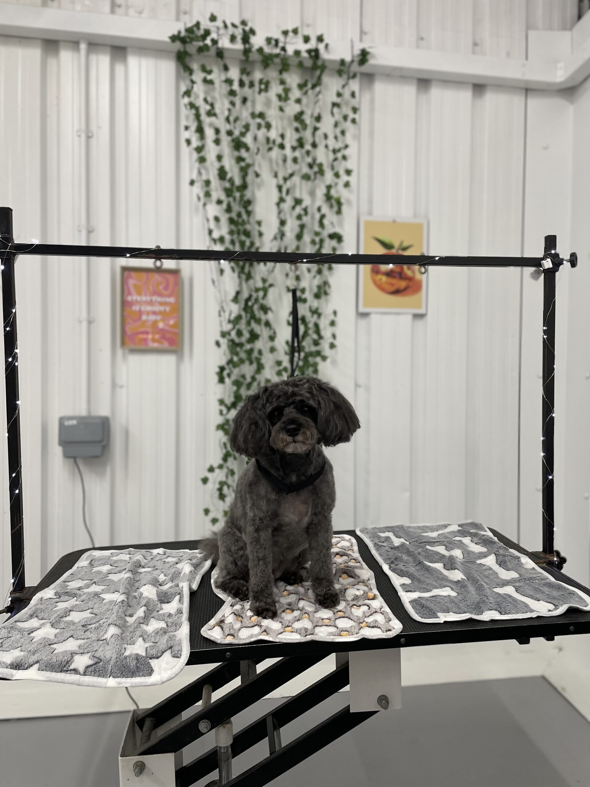 cockapoo groomed by arch and bark ltd